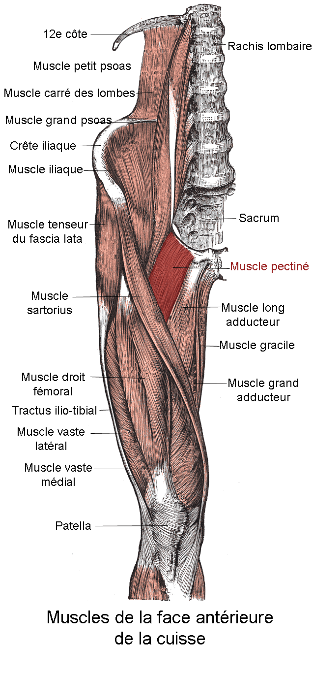 Muscle pectiné PhysioStudent